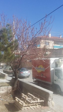 Nevşehir'de Ağaçlar Çiçek Açtı