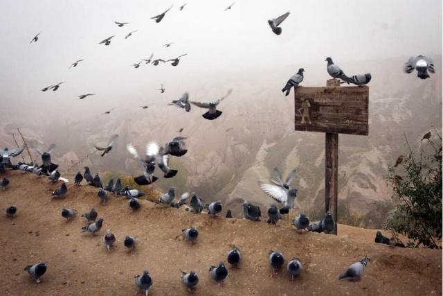 Kapadokya’da güvercin niçin çoktur?