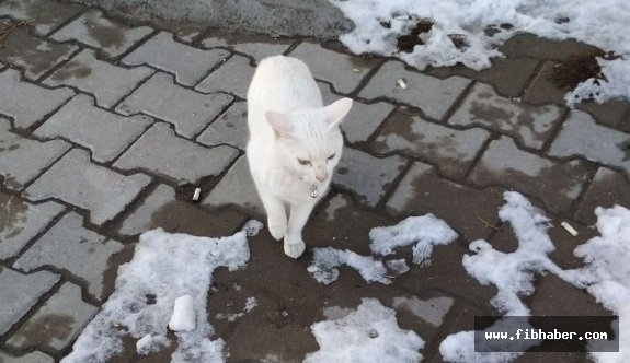 Nevşehir'de Tasmalı Kedi Bulundu
