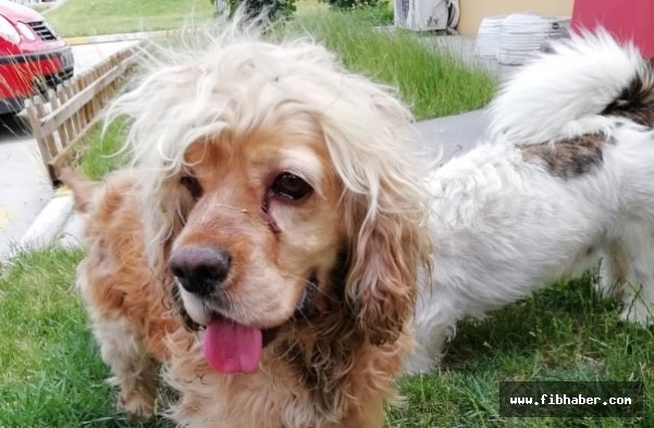Nevşehir'de bulduğu köpeğin sahibini arıyor
