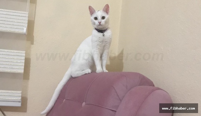 Nevşehir'de kaybolan Kıta isimli kedi her yerde aranıyor