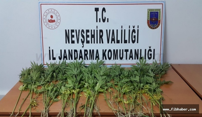 Nevşehir Jandarma 183 kök kenevir bitkisi ele geçirdi