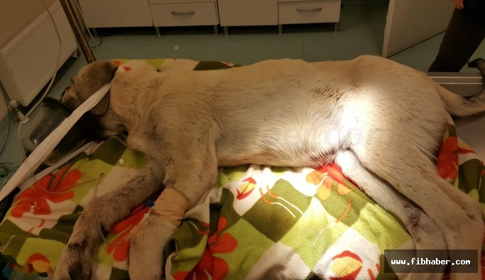 Trafik Kazasında Yaralanan Köpeğe Nevşehir Belediyesi Sahip Çıktı