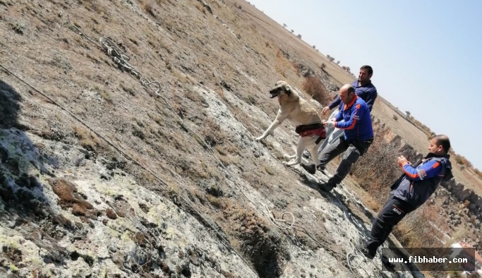 Kayalıklarda mahsur kalan köpeği AFAD ekibi kurtardı
