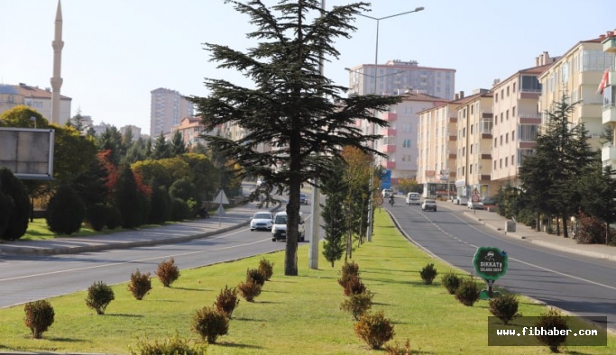 Nevşehir Belediyesi ağaçları buduyor