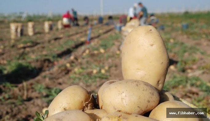 Patateste Alternatif Ürün Desteklemesi Müracaatları Başladı