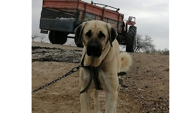 Nevşehir'de Kayıp Köpek Aranıyor