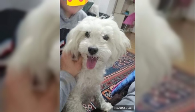 Nevşehir'de Kayıp Köpek Aranıyor