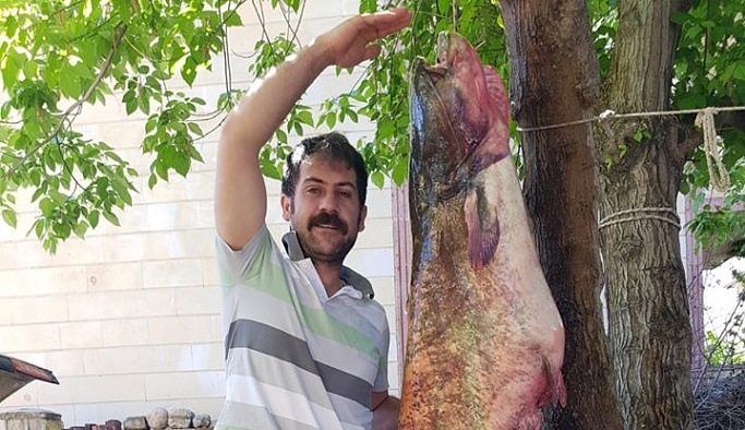 Kızılırmak'ta oltayla 70 kiloluk dev yayın balığı yakalandı