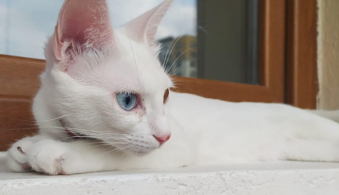 Nevşehir'de kaybolan Van kedisini her yerde arıyor