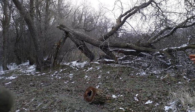 Hacıbektaş'ta ağaç katliamına Başkan Altıok’tan sert tepki