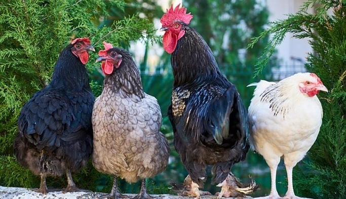 Nevşehir'de bağ evinden tavuk çalan hırsızlık zanlısı yakalandı