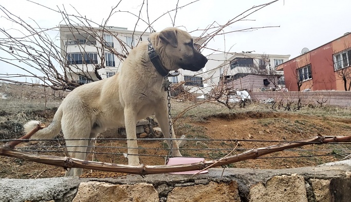 Nevşehir'de bulduğu kangal köpeğinin sahibini arıyor