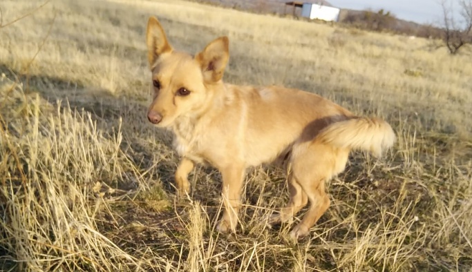 Nevşehir'de kaybolan köpeğini arıyor