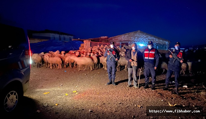 Nevşehir'de kaybolan 50 koyunu jandarma drone ile buldu
