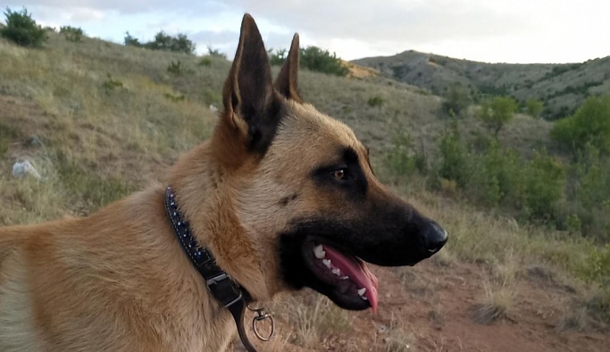 Nevşehir'de Bu Kayıp Köpek Her Yerde Aranıyor