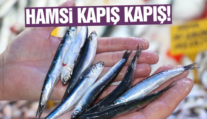 Nevşehir Ekonomik Balıkçılık'da Hamsi 10 liradan kapış kapış gidiyor