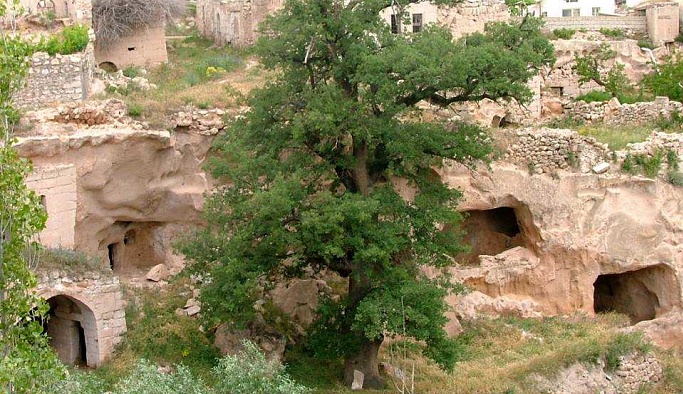İşte Nevşehir'in en yaşlı 2 ağacı
