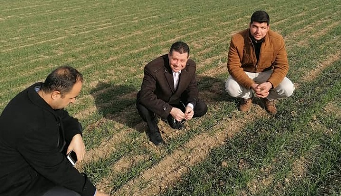 Nevşehir'de yerli buğday tohumu alanlarında inceleme