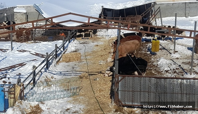 Nevşehir'de yoğun kardan ahır çöktü hayvanlar dışarıda kaldı