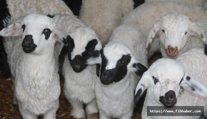 Nevşehir'de anaç koyun, keçi tespit çalışmaları tamamlandı