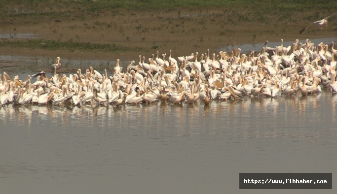 Nevşehir Yalıntaş Göleti'nde pelikanlar güzel görüntüler oluşturdu