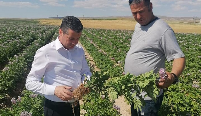 Nevşehir'de erkenci patates tarlalarında inceleme