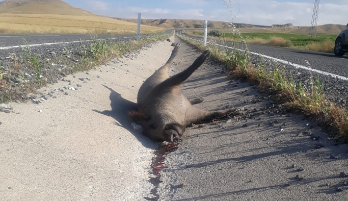 Nevşehir'de kamyon domuz sürüsüne çarptı: 7 domuz telef oldu