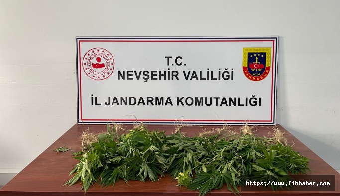 Nevşehir bağ evinde 59 kök kenevir ele geçirildi