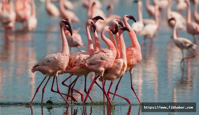 Nevşehir'de konaklayan flamingolar görsel şölen sunuyor