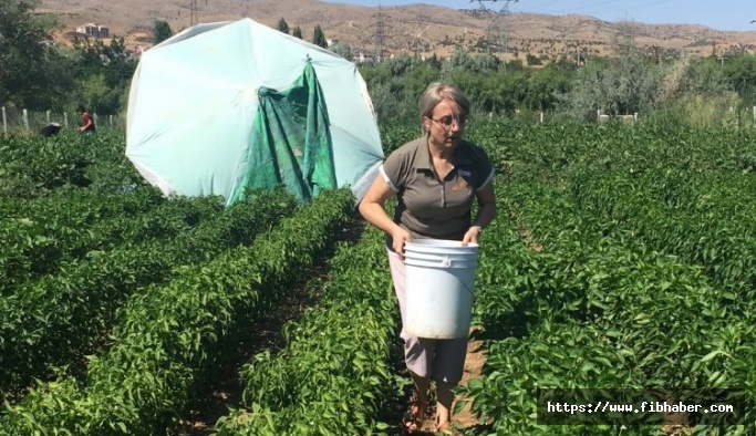 MHP Genel Başkan Yardımcısı Kılıç, Avanos'ta sebze topladı
