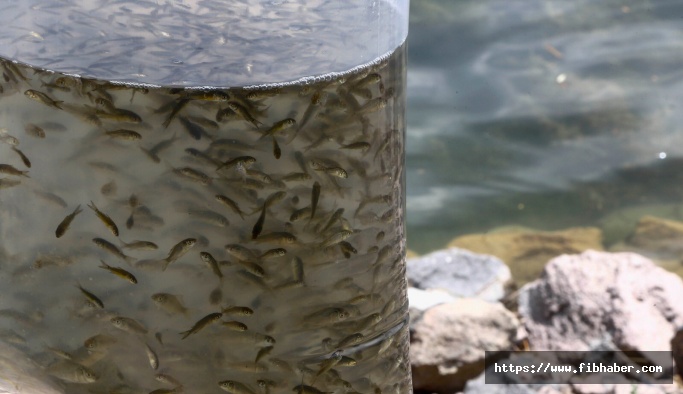 Nevşehir'de göletlere 57 bin adet yavru balık bırakıldı