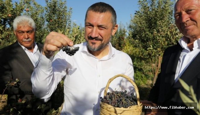 Nevşehir'de süper meyve aronya'nın ilk hasadı yapıldı