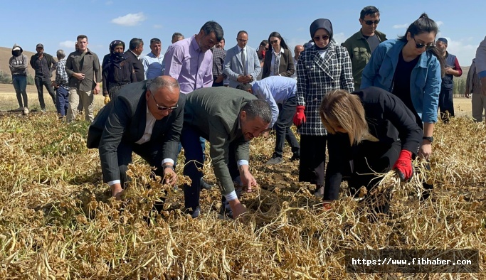 Nevşehir'in tescilli ürünü Derinkuyu fasulyesinin hasadı yapıldı