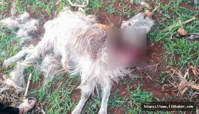 Nevşehir'de köpeklerin saldırısına uğrayan 4 keçi telef oldu