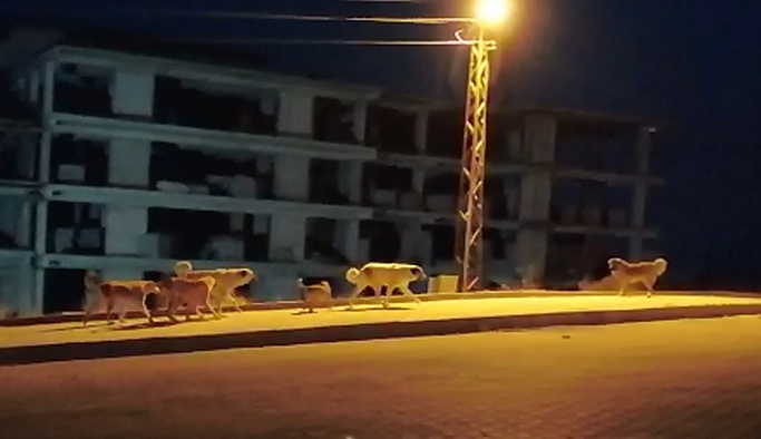 Erdoğan sokak köpekleri talimatı verdi! Nevşehir'de de uygulanacak