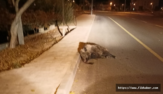 Nevşehir'de yaban domuzları şehre indi