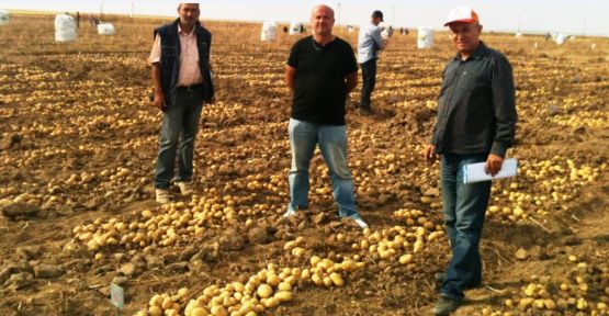 Özel sektöre ait ilk yerli ıslah Patates Tohumu 