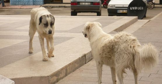 Sokak Köpekleri İl Genel Meclisinin Gündeminde