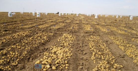 Türkiye’nin ilk yerli ıslah Patates Tohumu “SULTAN ECEM“ Anka'dan.