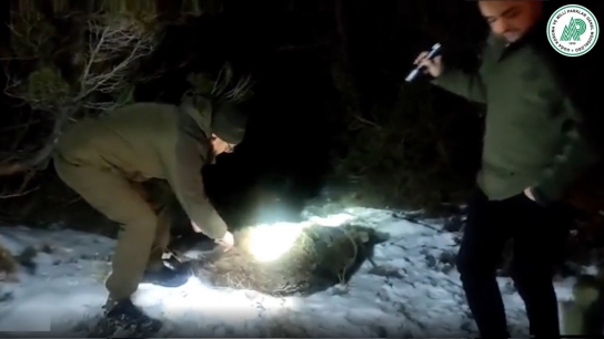 Nevşehir'de yolunu kaybeden ayı doğaya bırakıldı